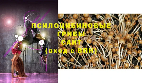 шишки Абаза